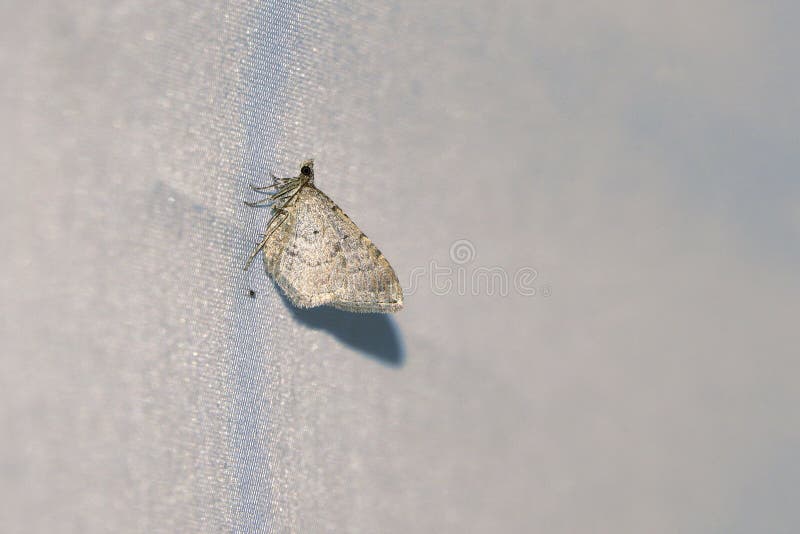 Rayish white moth stock photo. Image of animal, white 250023010