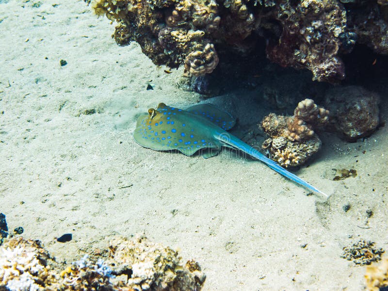 Rayon de ribbontail de Bluespotted se cachant sous le récif coralien Espèce marine colorée en Mer Rouge, l'Egypte, Dahab images libres de droits Rayon de ribbontail de Bluespotted se cachant sous le récif coralien Espèce marine colorée en Mer Rouge, l'Egypte, Dahab images libres de droits