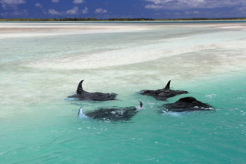 Rayons de Manta images stock Rayons de Manta images stock