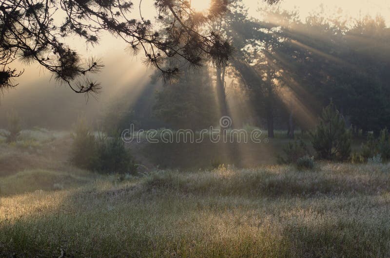 Rayons de ressort du soleil dans la forêt photos stock Rayons de ressort du soleil dans la forêt photos stock