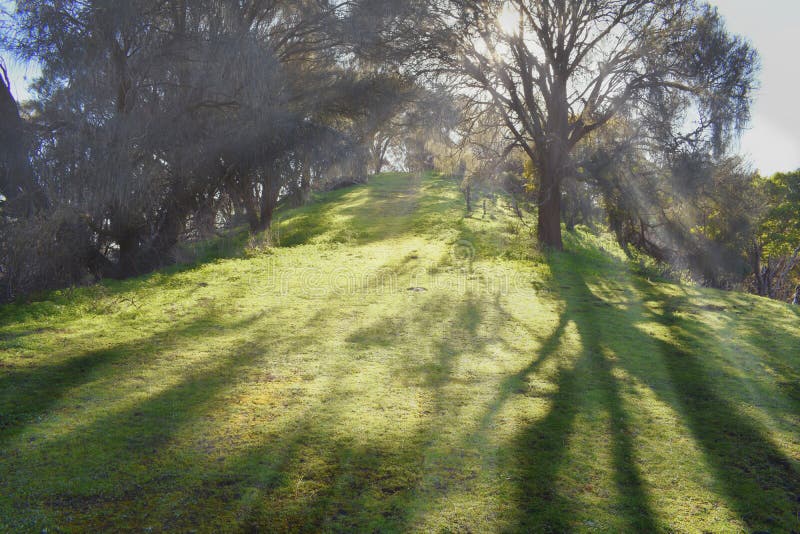 Rayons de soleil brillant par des arbres sur une colline herbeuse photographie stock libre de droits Rayons de soleil brillant par des arbres sur une colline herbeuse photographie stock libre de droits