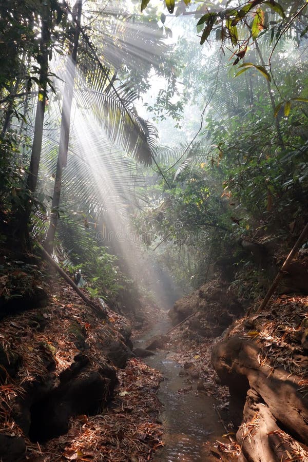 rayons de soleil brillant par la forêt tropicale brumeuse images libres de droits rayons de soleil brillant par la forêt tropicale brumeuse images libres de droits