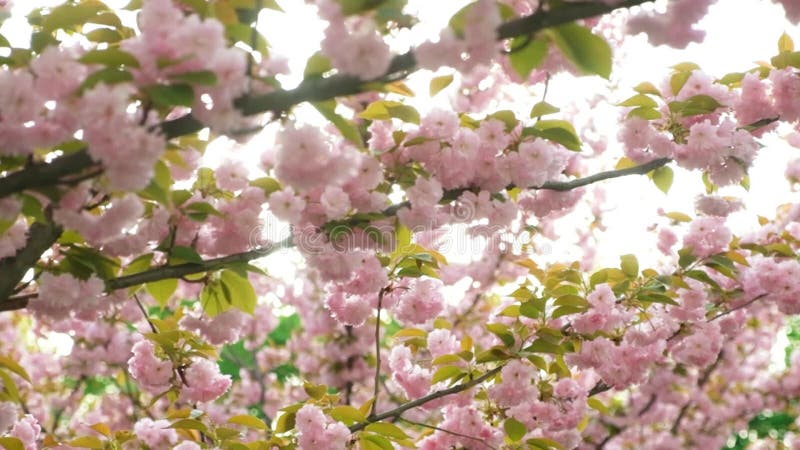 Rayons du soleil et fleurs de cerisier au ralenti. banque de vidéos