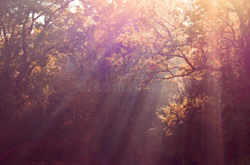 Rayos de sol a través de árboles del otoño foto de archivo libre de regalías Rayos de sol a través de árboles del otoño foto de archivo libre de regalías