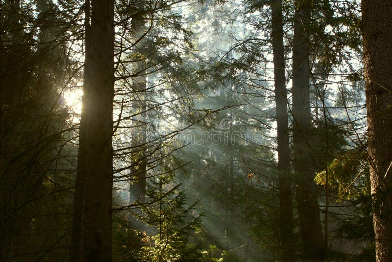 Rayos de Sun en el bosque. fotos de archivo libres de regalías Rayos de Sun en el bosque. fotos de archivo libres de regalías
