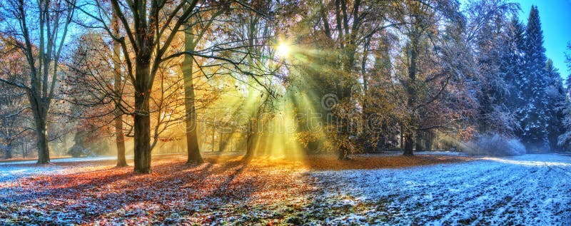 Rayos solares de la mañana en bosque del invierno