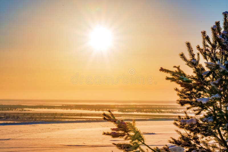 The rays of the evening sun on the sky over the river in the winter with a branch of spruce silhouette, blurred background,. Winter landscape royalty free stock photo The rays of the evening sun on the sky over the river in the winter with a branch of spruce silhouette, blurred background,. Winter landscape royalty free stock photo