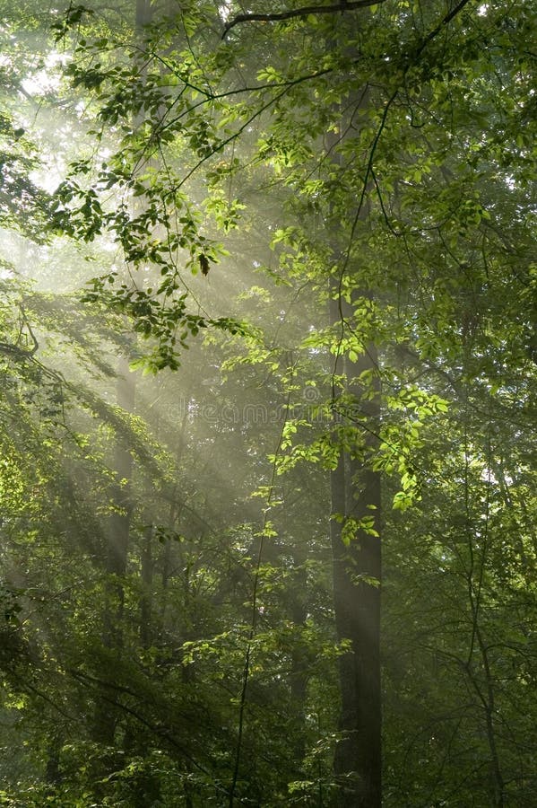 Mattina di sole nel bosco di latifoglie, centro europa, la polonia, la foresta di bialowieza.