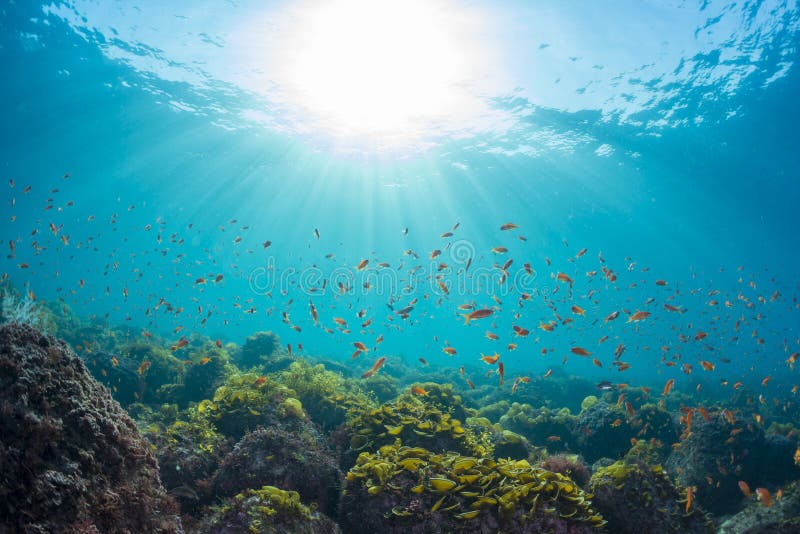 Rays Of Sunlight Shining Into Sea Underwater View Stock Photo Image