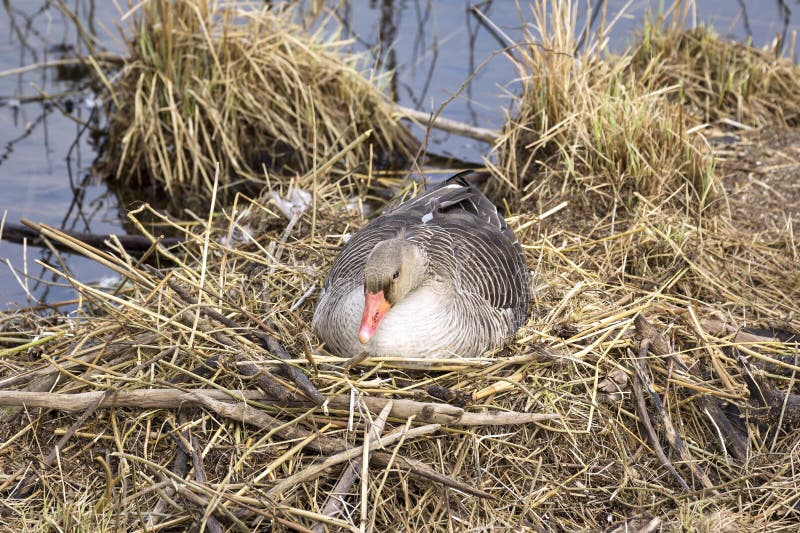 Raza de aves por todas partes en primavera. aquí una gallina de grisáceo se sienta en su nido