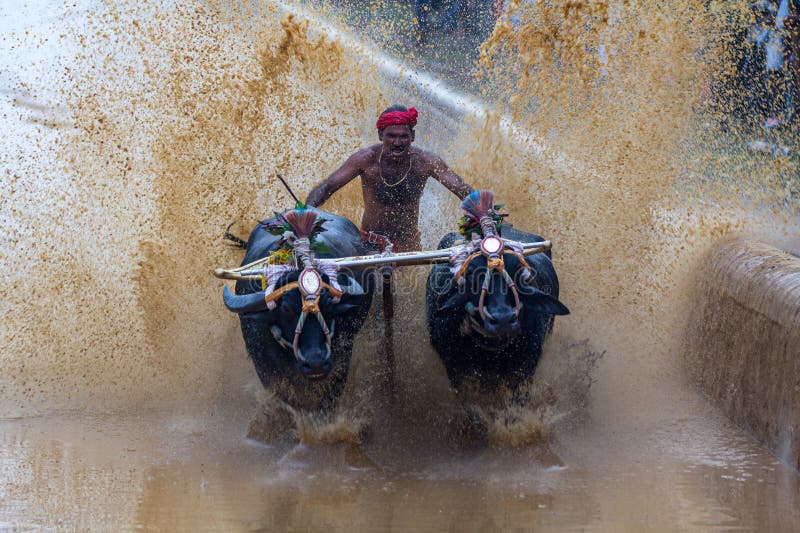 Kambala is derived from 'kampa-kala', where the word 'Kampa' is related slushy, muddy field. The Dravidian origin of the word Kampa is kan+pa and 'kala' means field, where it is conducted. Another interpretation of modern Kambala is derived from 'Kamba', a pole used for water spurt during race by buffalo pairs. Kambala is derived from 'kampa-kala', where the word 'Kampa' is related slushy, muddy field. The Dravidian origin of the word Kampa is kan+pa and 'kala' means field, where it is conducted. Another interpretation of modern Kambala is derived from 'Kamba', a pole used for water spurt during race by buffalo pairs