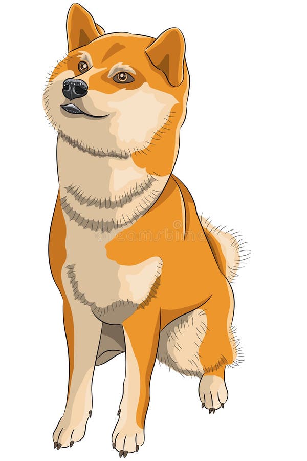 Raza de perro sentada akita inu aislado en fondo blanco. ilustración del vector