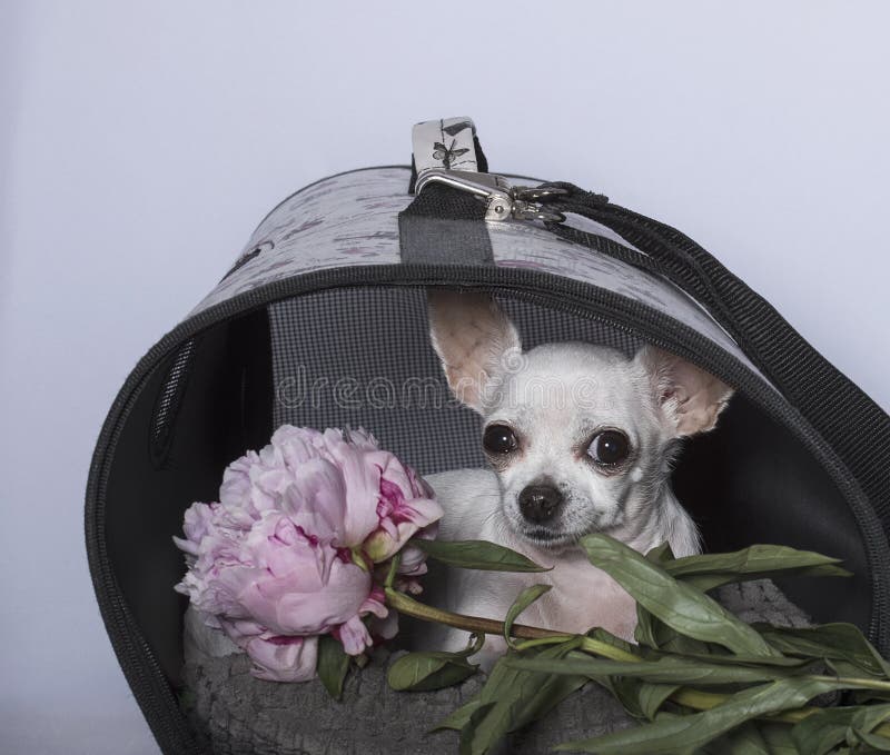 Raza del perro de la chihuahua en una cabina y con una peonía fotos de archivo libres de regalías Raza del perro de la chihuahua en una cabina y con una peonía fotos de archivo libres de regalías