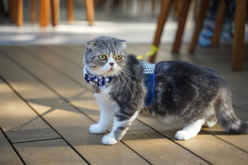 Raza escocesa linda del gato del doblez con el oído doblado único que lleva la corbata de lazo azul de la tela escocesa imagenes de archivo Raza escocesa linda del gato del doblez con el oído doblado único que lleva la corbata de lazo azul de la tela escocesa imagenes de archivo