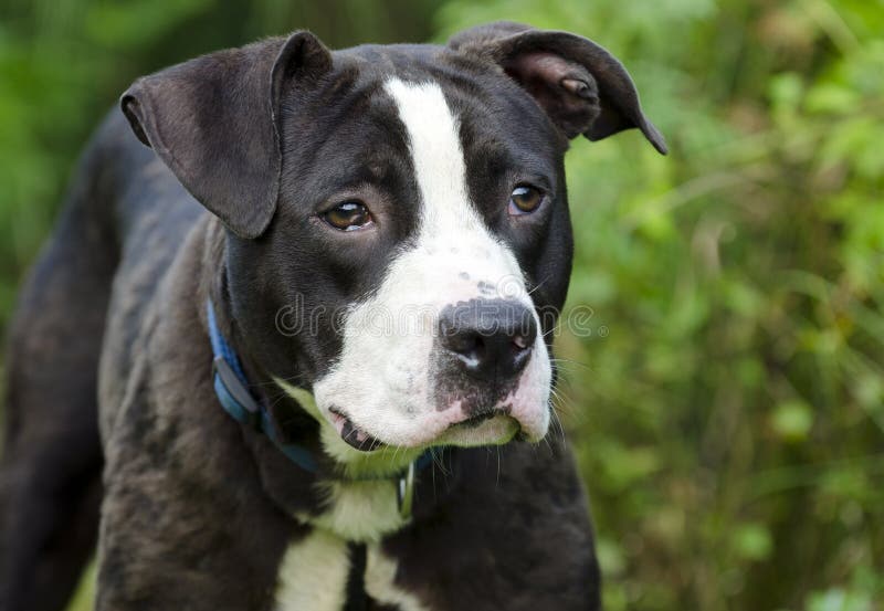 Raza Mezclada Pitbull Blanco Y Negro Del Dogo Foto de archivo - Imagen
