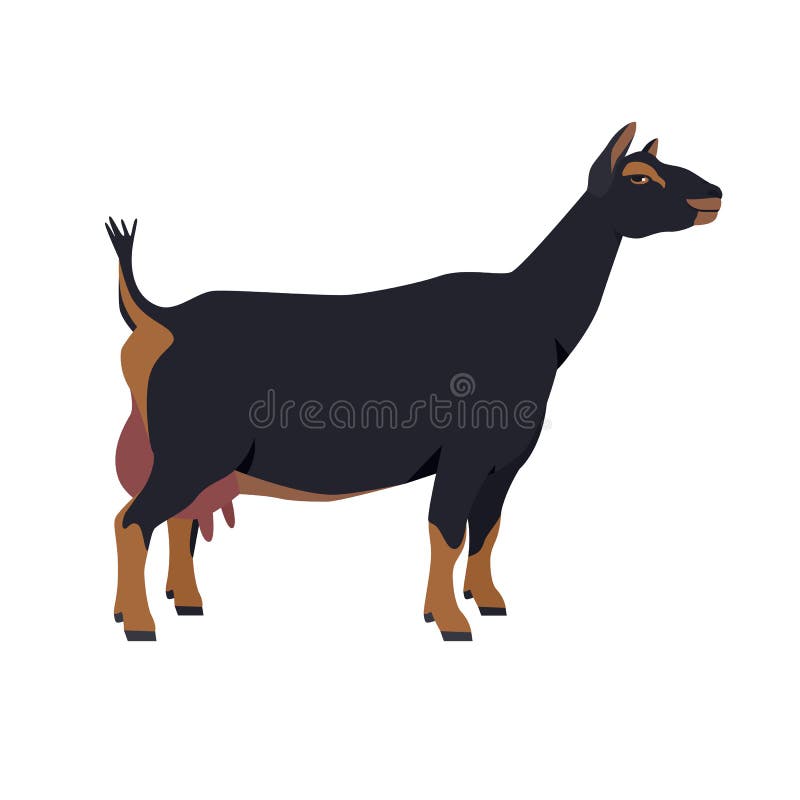 Razas nigerianas de cabras enanas de cabras domésticas ilustración vectorial plana objeto aislado sobre fondo blanco