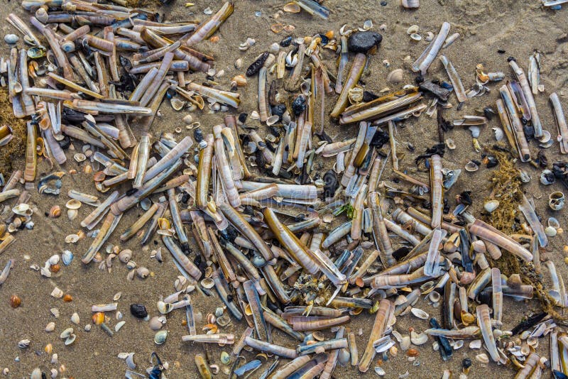 Razor shells deposited on sandy beach