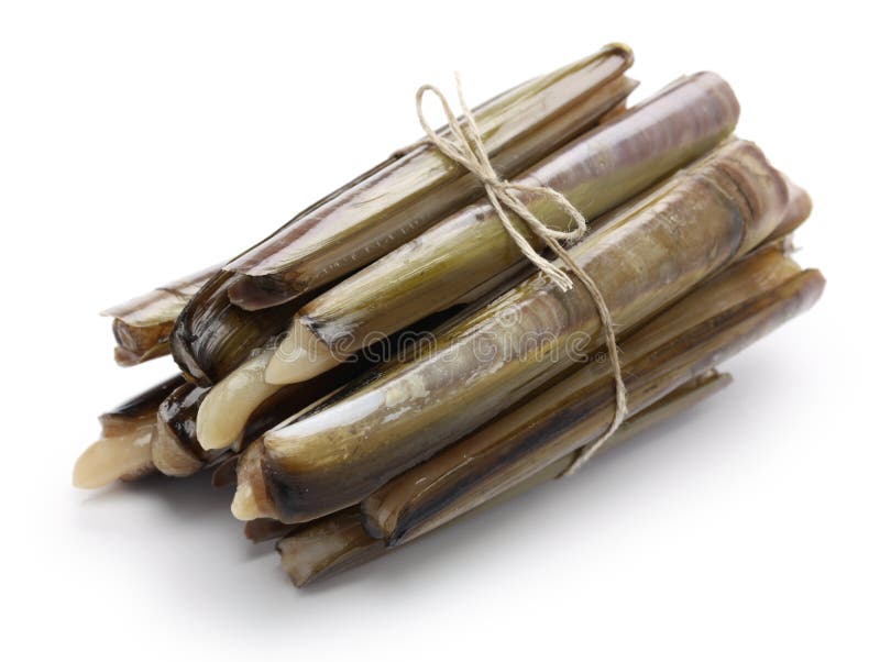 Razor clams. stock image. Image of razors, nutrition 13528849
