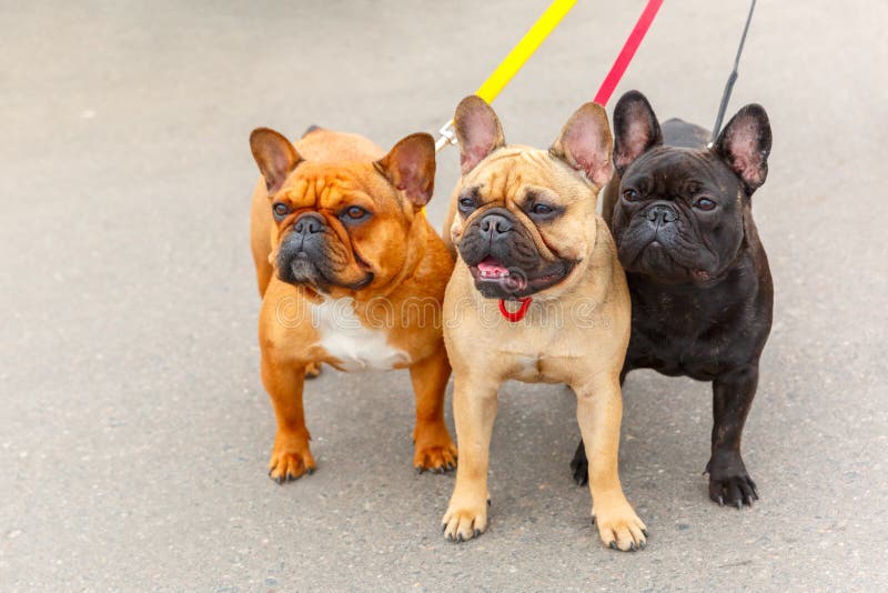 Razza del bulldog francese di tre cani domestici