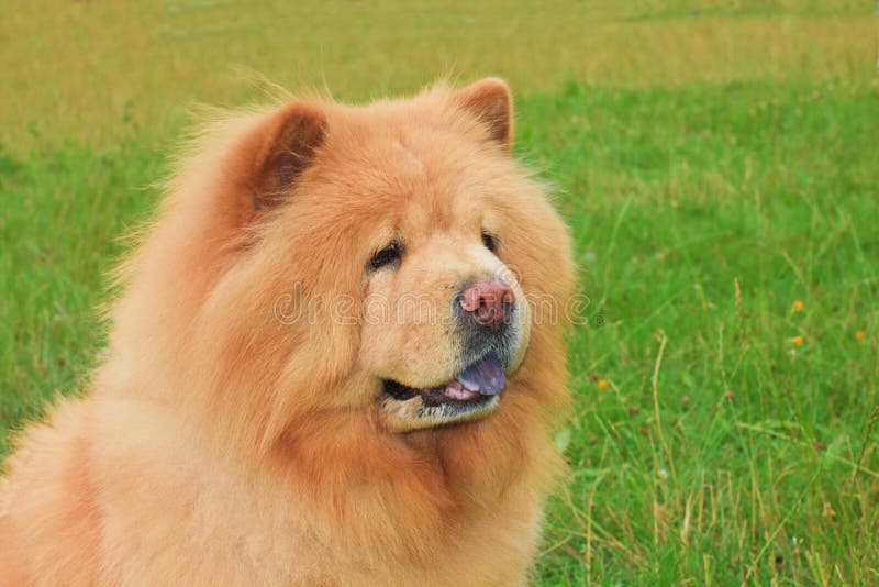Razza del chow-chow del cane immagine stock libera da diritti Razza del chow-chow del cane immagine stock libera da diritti