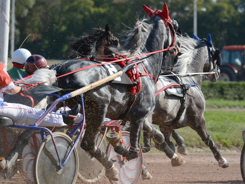 Cavallo Da Corsa Al Trotto Foto Foto Stock Gratis E Royalty Free Da Dreamstime