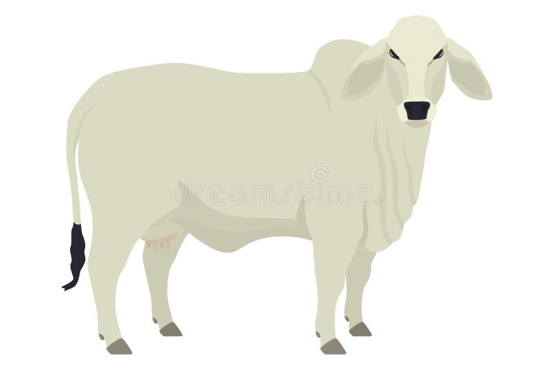 Razze di mucche femmine di razza domestica di bovini a pianale vettoriale oggetto isolato su fondo bianco