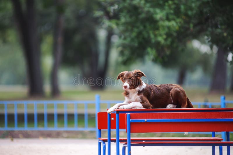 Beautiful dog breed border collie lying on the table in the park by performing commands. Beautiful dog breed border collie lying on the table in the park by performing commands.