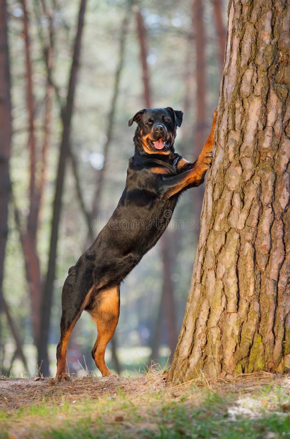Beautiful Rottweiler dog breed standing on its hind legs, put his front paws on a tree in the park on a neutral background. Dog takes commands. Beautiful Rottweiler dog breed standing on its hind legs, put his front paws on a tree in the park on a neutral background. Dog takes commands.