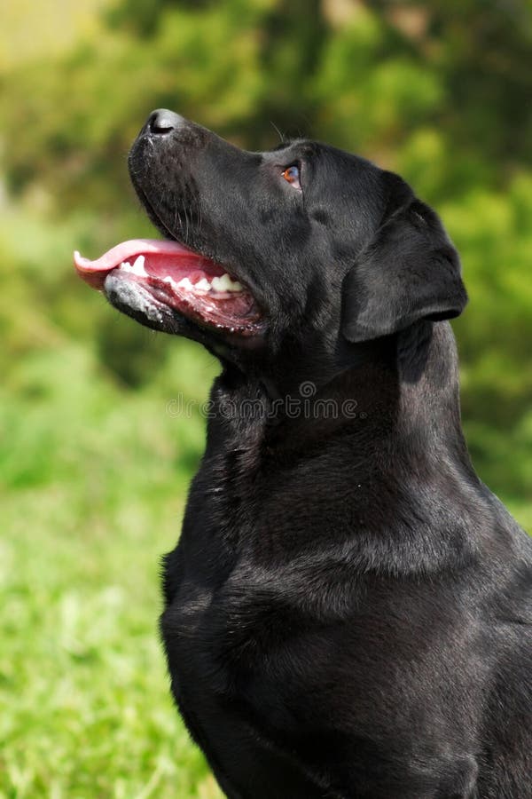 Black beautiful dog breed Labrador Retriever sits in the summer in nature and looking up at the host, and executes the command to sit. Black beautiful dog breed Labrador Retriever sits in the summer in nature and looking up at the host, and executes the command to sit