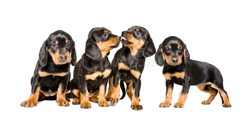 Quatro cachorros fofos da raça Slovakian Hund fotografia de stock