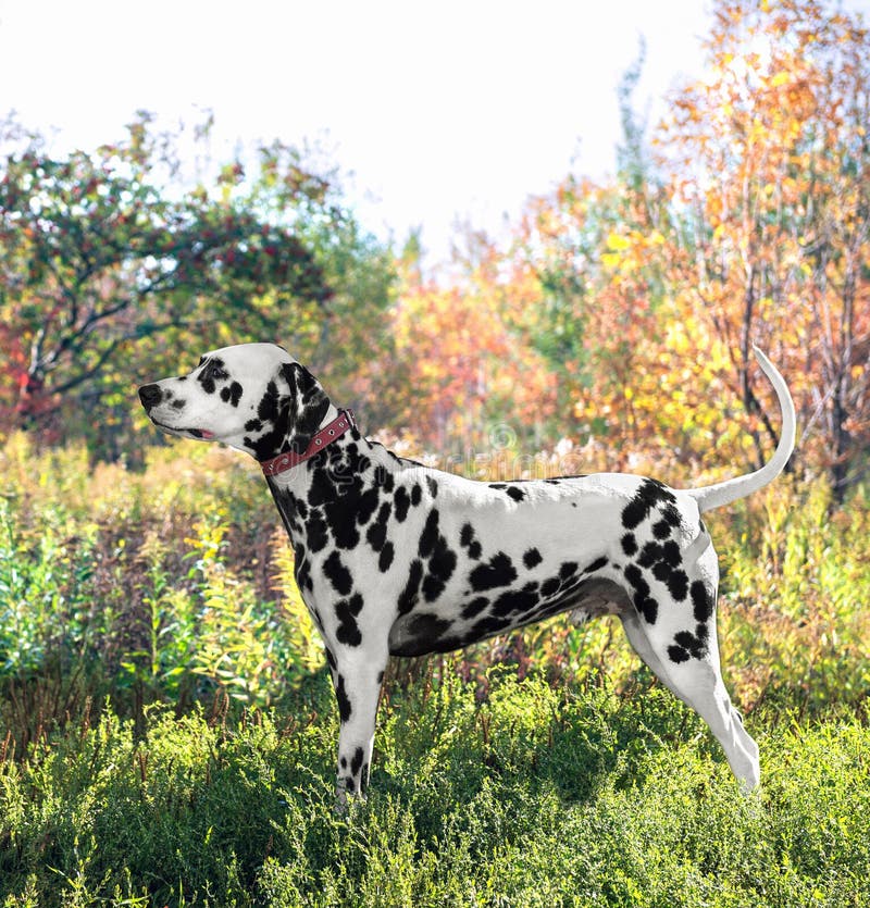 Cute Dalmatian dog breed stands in the position of exhibition stand on a background of green and yellow nature. Cute Dalmatian dog breed stands in the position of exhibition stand on a background of green and yellow nature