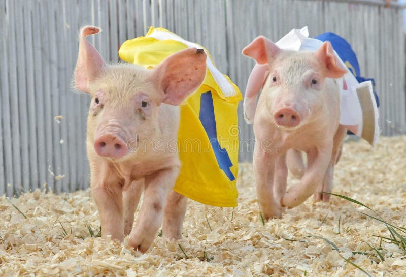 Corrida de porcos fotografia de stock royalty free