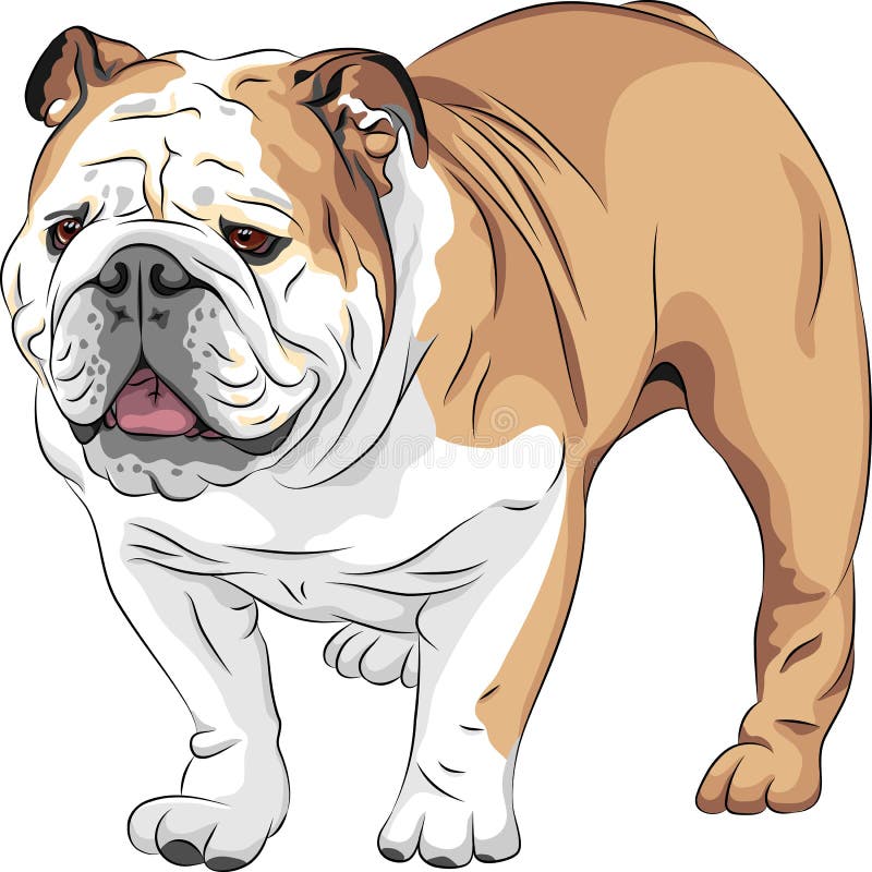 Raça inglesa do buldogue do cão do esboço ilustração royalty free Raça inglesa do buldogue do cão do esboço ilustração royalty free
