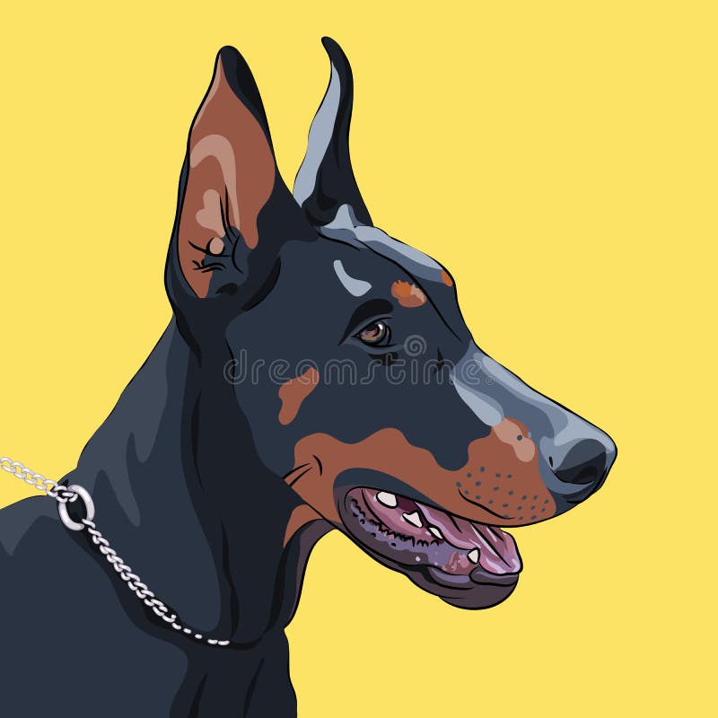 Close-up de um Doberman Pinscher sério ilustração do vetor