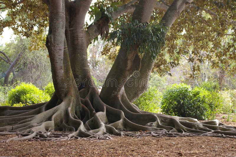 The extensive aerial root system of the banyan tree known as buttress roots. The extensive aerial root system of the banyan tree known as buttress roots