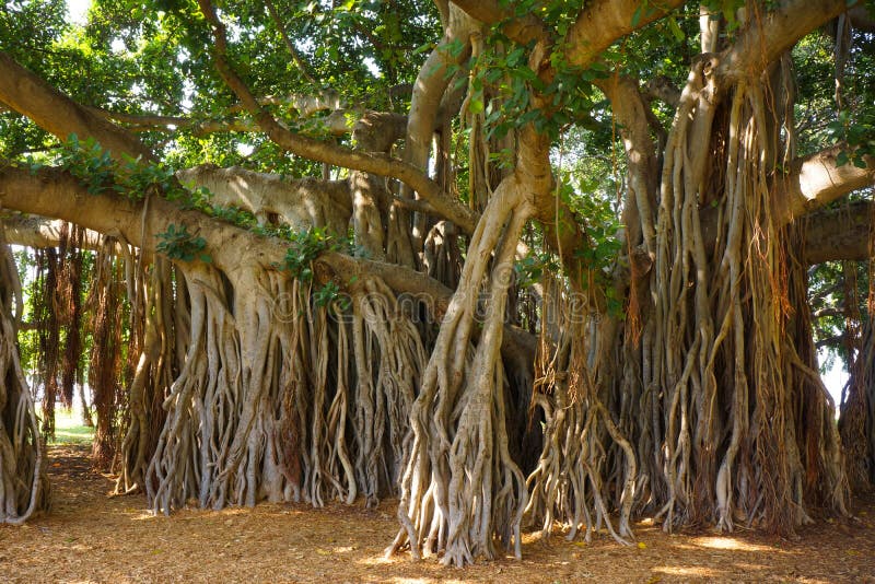 Older banyan trees are characterized by aerial prop roots that mature into thick, woody trunks, which can become indistinguishable from the primary trunk with age. Many banyan trees are found in Hawaii. This one is near Bellows Air Force base on Oahu. Older banyan trees are characterized by aerial prop roots that mature into thick, woody trunks, which can become indistinguishable from the primary trunk with age. Many banyan trees are found in Hawaii. This one is near Bellows Air Force base on Oahu.