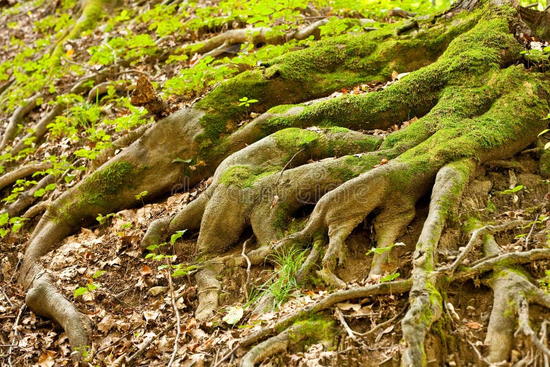 Tree root covered with moss in a forest. Tree root covered with moss in a forest