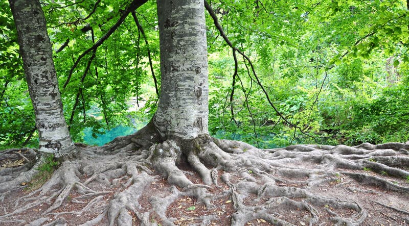 Raíces del árbol imagenes de archivo Raíces del árbol imagenes de archivo