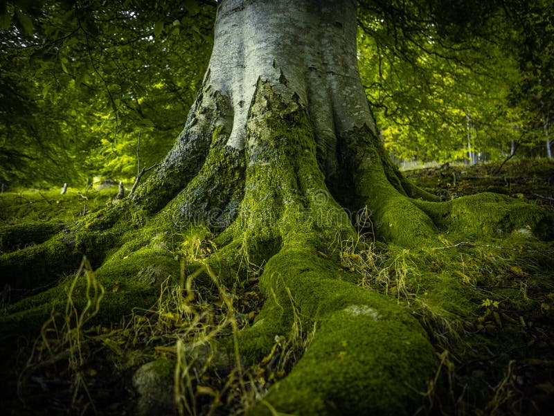 The Tree Roots Of An Ancient Birch Tree In A Beautiful Green Forest. The Tree Roots Of An Ancient Birch Tree In A Beautiful Green Forest