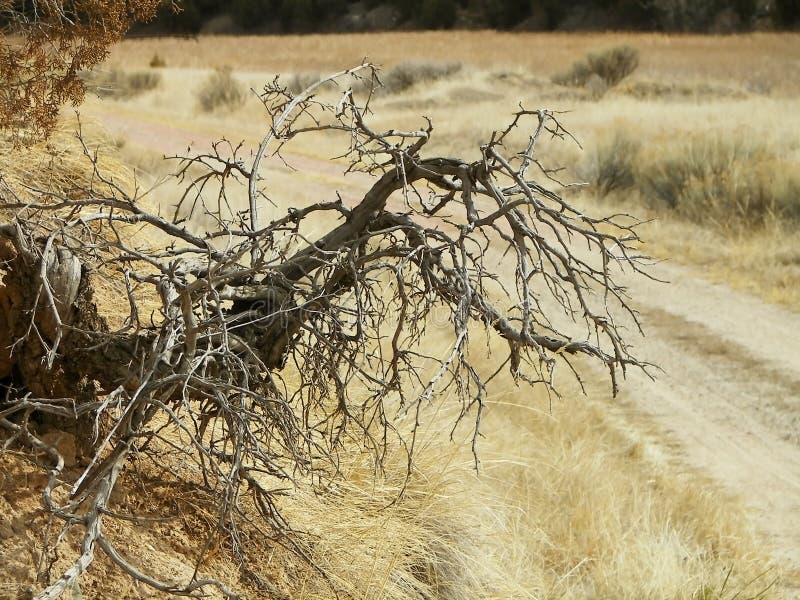 A big dead tree root sticking out of the side of a hill. A big dead tree root sticking out of the side of a hill.