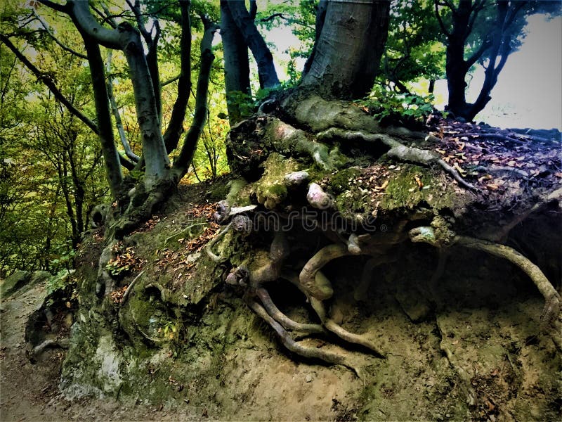 Raíces, árboles, bosque y atmósfera mágica imagen de archivo libre de regalías Raíces, árboles, bosque y atmósfera mágica imagen de archivo libre de regalías