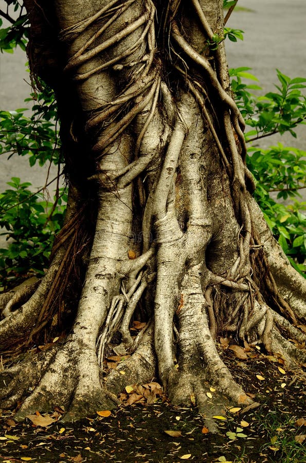 Tree Root of a really big tree . Tree Root of a really big tree .