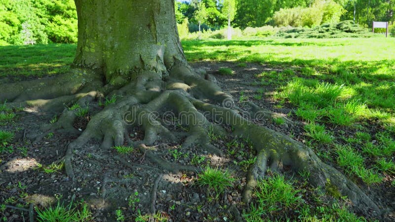 Raíz de un gran árbol expuesto en el suelo cerca de tiro metrajes