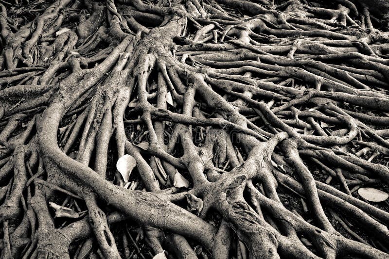 The root of banyan tree, the tropical plant. The root of banyan tree, the tropical plant