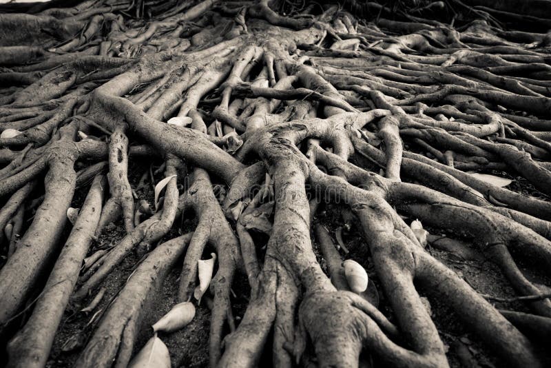 The root of banyan tree, the tropical plant. The root of banyan tree, the tropical plant