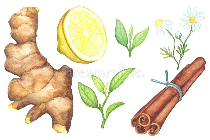 Raíz del jengibre, corte del limón, manzanilla, pintura de la acuarela del canela en el fondo blanco stock de ilustración Raíz del jengibre, corte del limón, manzanilla, pintura de la acuarela del canela en el fondo blanco stock de ilustración
