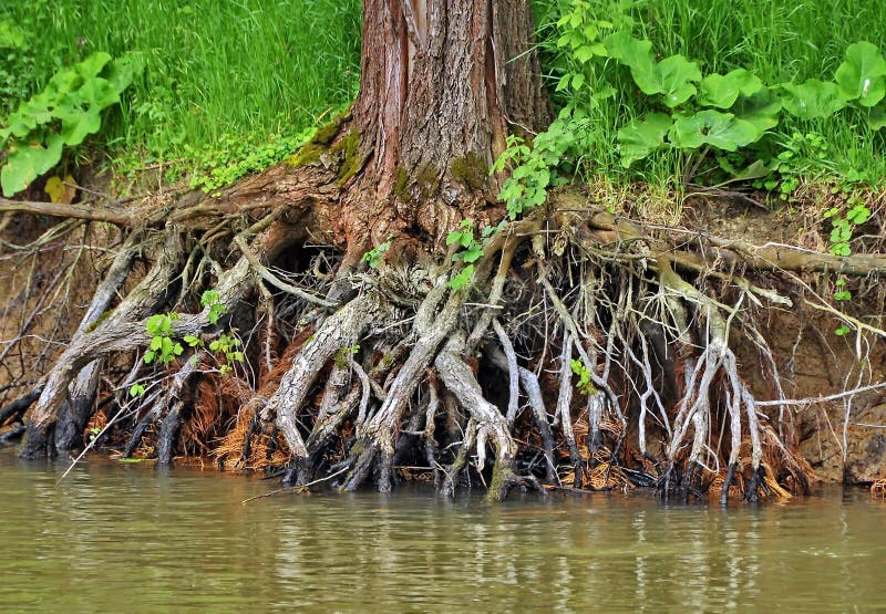 Tree root in Danube delta. Tree root in Danube delta