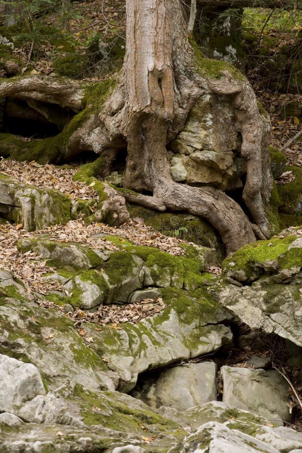 Gnarled tree roots envelope rocks in the rural country side. Gnarled tree roots envelope rocks in the rural country side