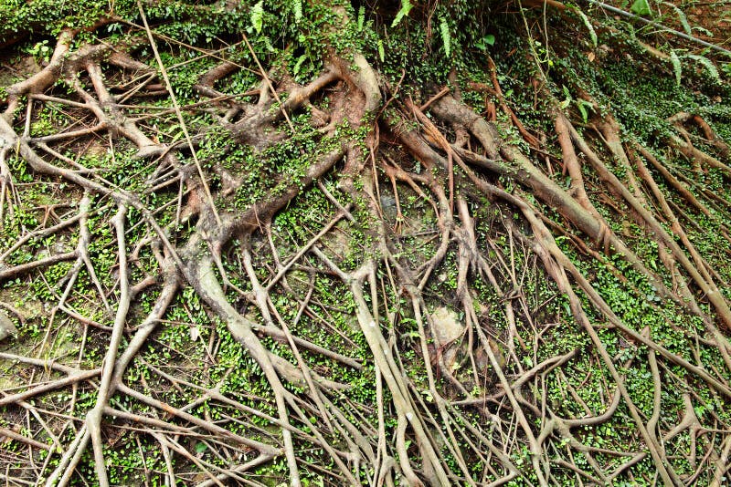 Tree root on the wall. Tree root on the wall