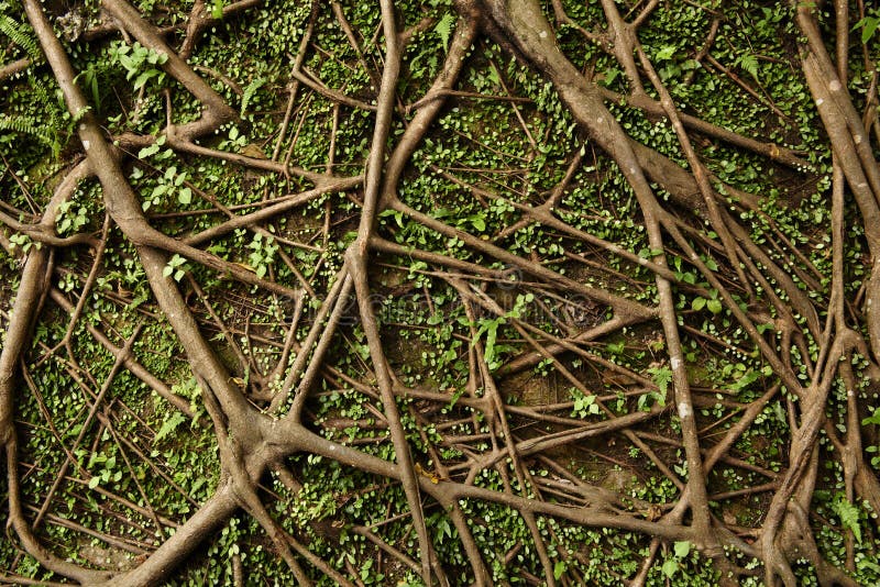 Raíz del árbol foto de archivo libre de regalías